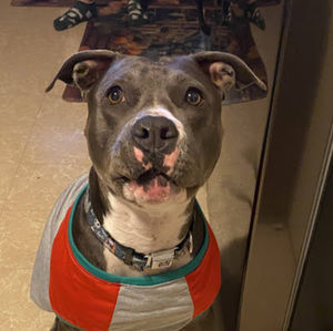 Meet your Posher, Amelia